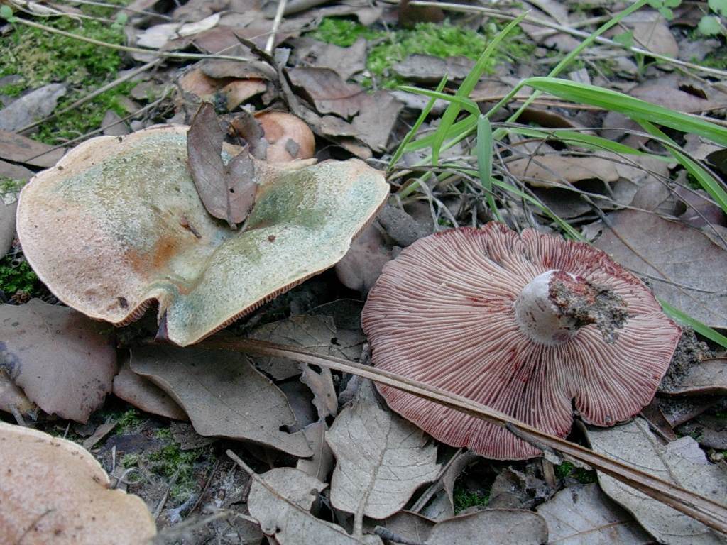 1806 Ottobre vecchio ritrovamento